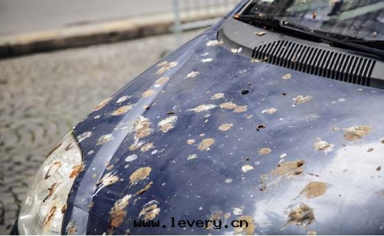 車漆殺手——樹(shù)胶(jiāo)