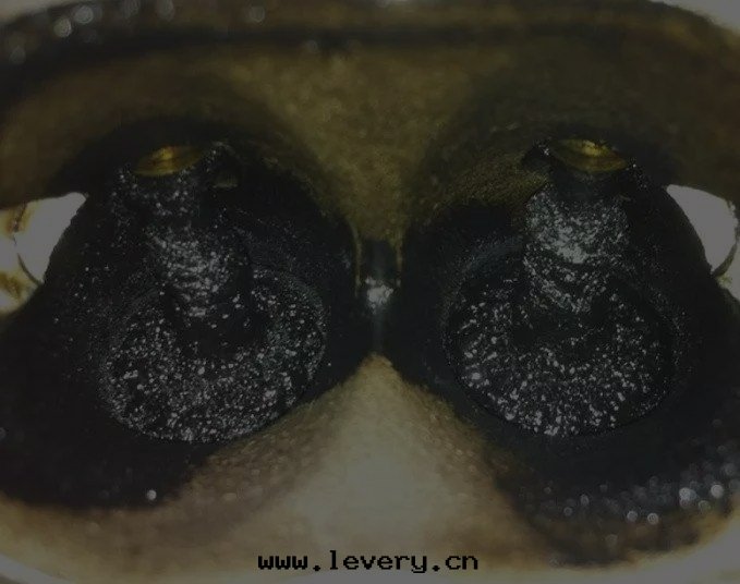 汽車養護盈利項目之(zhī)缸內(nèi)直(zhí)噴積碳清(qīng)洗